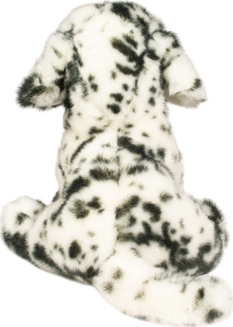 Mackay Dalmatian