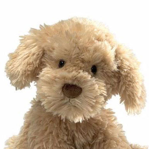 Nayla Cockapoo, 10.50"