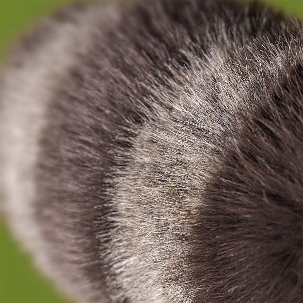 Trixiwoo Raccoon