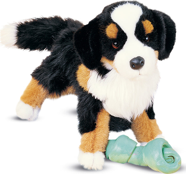 Trevor Bernese Mountain Dog