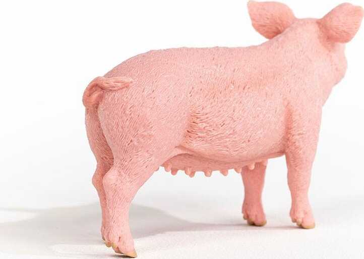 Pig