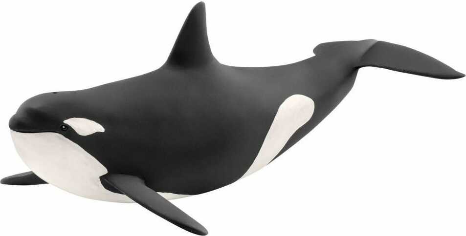 Killer Whale