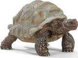 Giant Tortoise