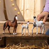 Marwari Mare