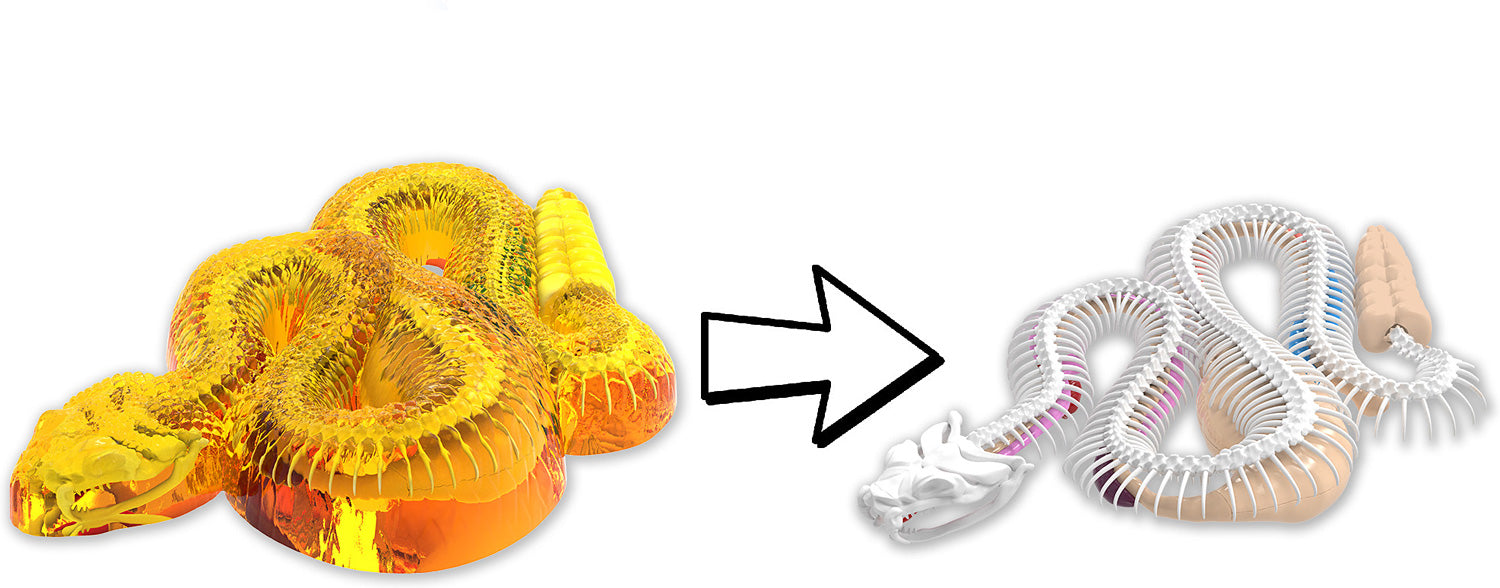 Dissect-It+ Rattlesnake Super Lab Kit – G. Willikers