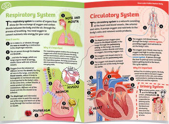 Ooze Labs: Visible Human Body with Squishable Organs